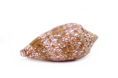 Deniz kabuğu: Conus tekstil kabuğu beyaz arkaplanda izole edildi