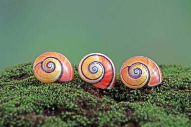 Küba salyangozu (Polymita picta), Küba 'nın en renkli kara salyangozu. Nesli tükenmekte olan türler. Seçici odak, kopyalama alanı ile bulanık doğa arkaplanı