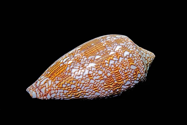 Seashell Conus Textil Snäcka Isolerad Svart Bakgrund — Stockfoto