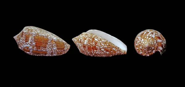 Seashell Conus Υφασμάτινο Κοχύλι Απομονωμένο Μαύρο Φόντο — Φωτογραφία Αρχείου