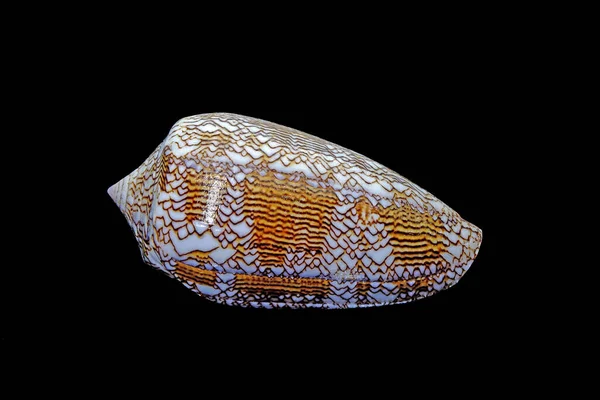 Seashell Conus Textil Snäcka Isolerad Svart Bakgrund — Stockfoto