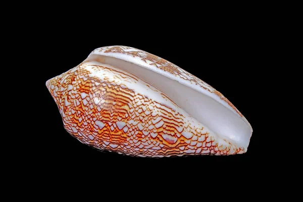 Seashell Conus Υφασμάτινο Κοχύλι Απομονωμένο Μαύρο Φόντο — Φωτογραφία Αρχείου