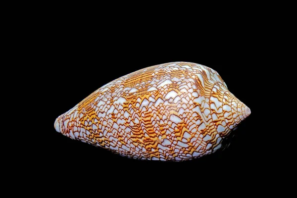 Seashell Conus Υφασμάτινο Κοχύλι Απομονωμένο Μαύρο Φόντο — Φωτογραφία Αρχείου