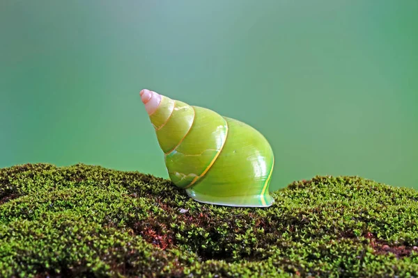 Szmaragdowy Ślimak Zielony Lub Ślimak Zielony Nazwa Naukowa Papustyla Pulcherrima — Zdjęcie stockowe