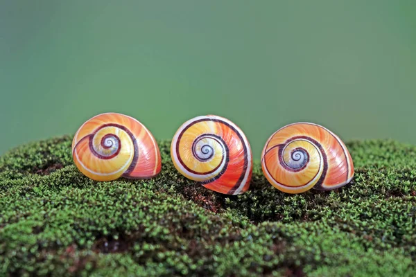 Escargot Cubain Polymita Picta Escargot Terrestre Coloré Monde Cuba Connu — Photo