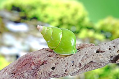 Yeşil ağaç salyangozu veya Zümrüt yeşili salyangoz, bilimsel adı: Papustyla pulcherrima, Papua Yeni Gine 'deki Manus Adası yağmur ormanlarından, nesli tükenmekte olan türler, son derece nadir ve korunmakta.