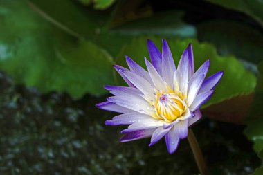Nilüferlerin adı Mor Neşe. Seçici odak, bulanık arkaplan, kopyalama alanı ile.