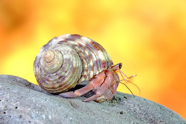 Hermit Crab Selective Focus Blurred Background Copy Space — Stock Photo, Image