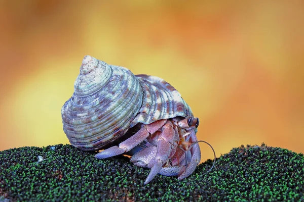Hermit Crab Selective Focus Blurred Background Copy Space — Stock Photo, Image