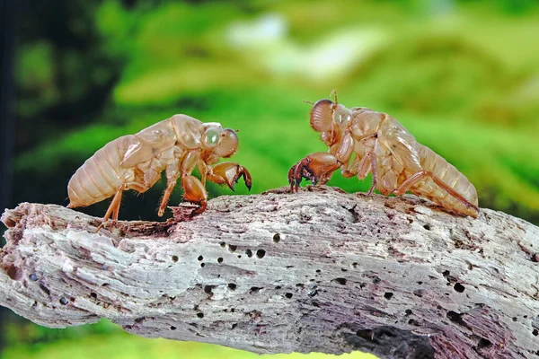 Cicada Moult Nyári Szezonban Szelektív Fókusz Elmosódott Természet Háttér — Stock Fotó