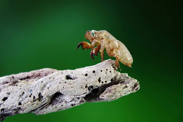 Cicada Muda Madeira Temporada Verão Foco Seletivo Fundo Natureza Turva — Fotografia de Stock