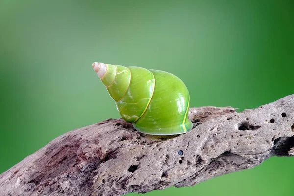 Green Tree Snail Emerald Green Snail Scientific Name Papustyla Pulcherrima — Stock Photo, Image