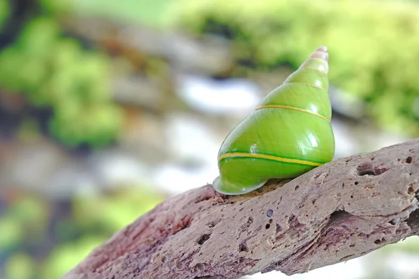 Caracol Árvore Verde Caracol Verde Esmeralda Nome Científico Papustyla Pulcherrima — Fotografia de Stock