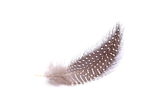 Pluma Aislada Sobre Fondo Blanco — Foto de Stock