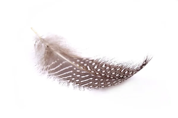 Pluma Aislada Sobre Fondo Blanco — Foto de Stock