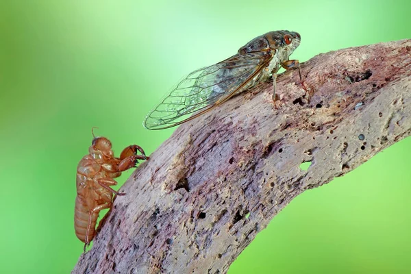 Cicada Tropickém Deštném Pralese Selektivní Zaměření Rozmazané Pozadí Přírody Kopírovacím — Stock fotografie