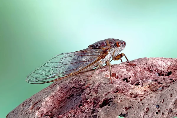 Cicada Trópusi Esőerdőben Szelektív Fókusz Elmosódott Természeti Háttér Másolási Térrel — Stock Fotó