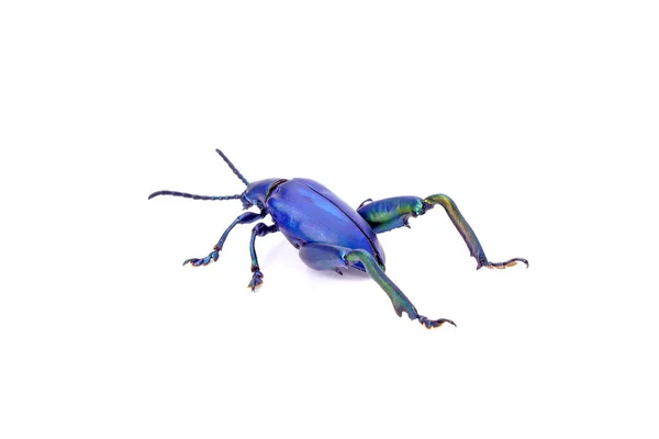 Escarabajo Metálico Color Azul Aislado Sobre Fondo Blanco Escarabajo Hoja —  Fotos de Stock