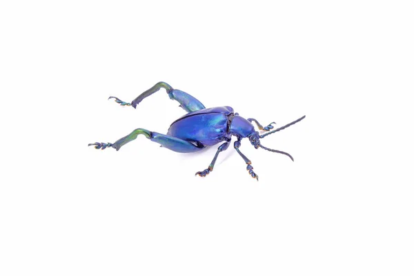 メタリックブルーの甲虫白い背景に隔離されています 大きな足やカエル足の葉の甲虫 — ストック写真