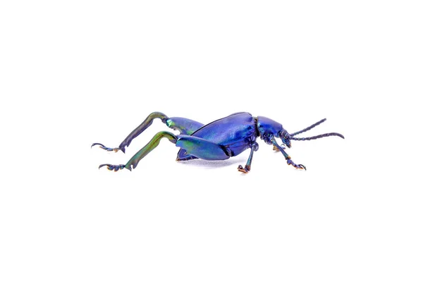 金属蓝色甲虫 在白色背景上分离 大腿或青蛙腿叶甲虫 — 图库照片