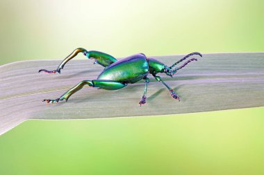 Büyük bacaklı ya da kurbağa bacaklı yaprak böceği. Tayland 'ın tropikal yağmur ormanlarında yaprak üzerinde metalik yeşil renkli böcekler. Seçici odak, kopyalama alanı ile bulanık doğa arkaplanı