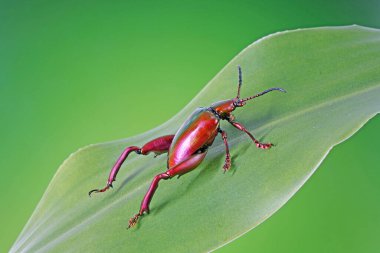 Büyük bacaklı ya da kurbağa bacaklı yaprak böceği. Tayland 'ın tropikal yağmur ormanlarında yaprak üzerinde metalik kırmızı renkli böcekler. Bulanık doğa arka planına sahip seçici odak