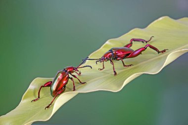 Büyük bacaklı ya da kurbağa bacaklı yaprak böceği. Tayland 'ın tropikal yağmur ormanlarında yaprak üzerinde metalik kırmızı renkli böcekler. Bulanık doğa arka planına sahip seçici odak