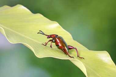 Büyük bacaklı ya da kurbağa bacaklı yaprak böceği. Tayland 'ın tropikal yağmur ormanlarında yaprak üzerinde metalik kırmızı renkli böcekler. Bulanık doğa arka planına sahip seçici odak