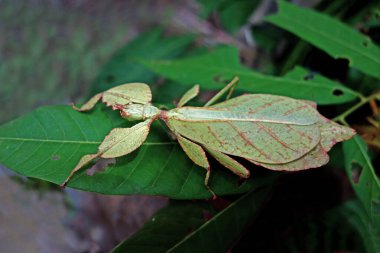 Leaf insect (Phyllium bioculatum) Green leaf insect or Walking leaves are camouflaged to take on the appearance of leaves, rare and protected. Selective focus, blurred background clipart