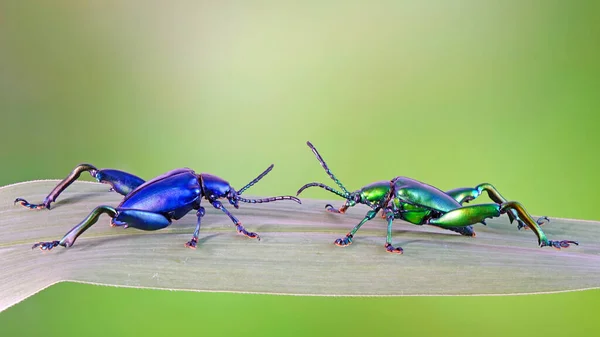 Big-legged or Frog-legged leaf beetle. Metallic blue and green color beetles on leaf in tropical rain forest of Thailand. Selective focus, blurred nature background with copy space