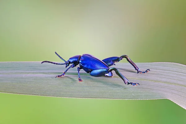 大腿或青蛙腿叶甲虫 泰国热带雨林叶片上的金属蓝色甲虫 有选择性的焦点 模糊的自然背景和复制空间 — 图库照片