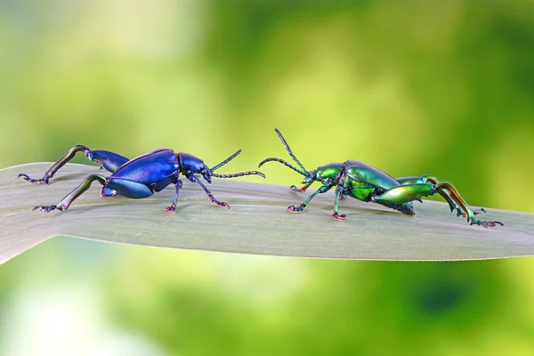 Besouro Pernas Grandes Pernas Besouros Metálicos Cor Azul Verde Folha — Fotografia de Stock