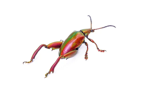 金属红色和绿色甲虫隔离在白色背景 大腿或青蛙腿叶甲虫 — 图库照片