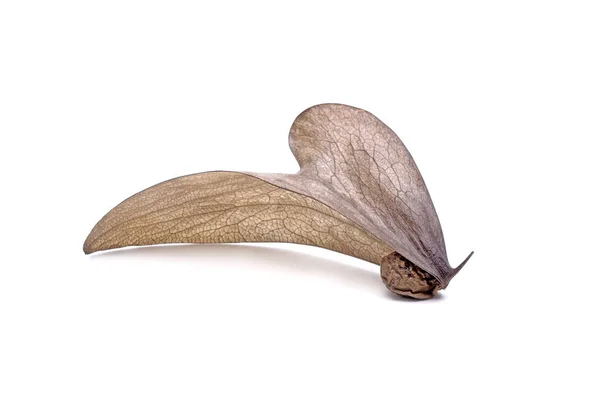 Vliegend Zaad Pterocymbium Iavanicum Geïsoleerd Witte Achtergrond — Stockfoto