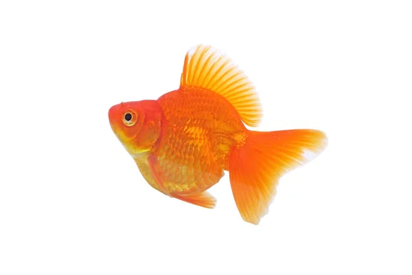 Pesce Oro Isolato Sfondo Bianco — Foto Stock
