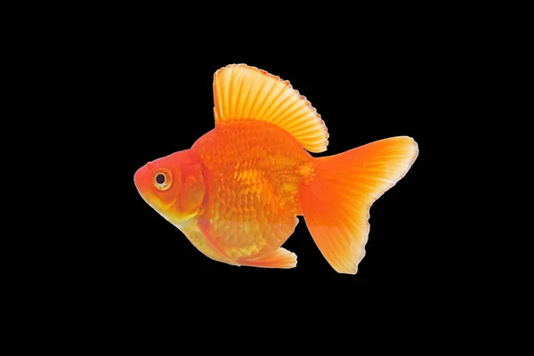 Peixe Dourado Isolado Sobre Fundo Preto — Fotografia de Stock