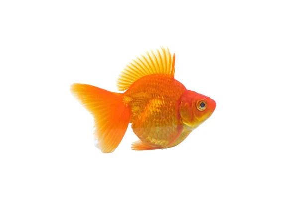 白色背景的金鱼 — 图库照片