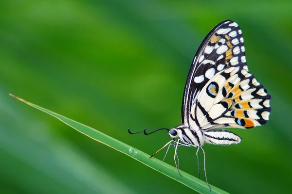 石灰蝴蝶有选择性的焦点 模糊的自然背景和复制空间 — 图库照片