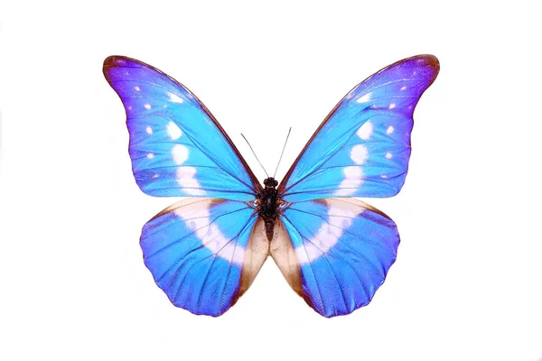 蓝蝴蝶 Morpho Helena 在白色背景下被隔离 — 图库照片