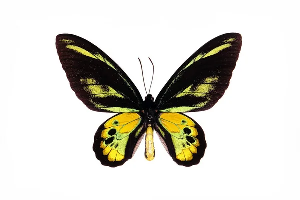 Fåglar Fjäril Ornithoptera Rothschildi Isolerad Vit Bakgrund — Stockfoto