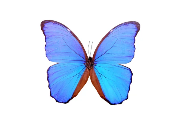 Blue Morpho Butterfly Morpho Didius Diisolasi Pada Latar Belakang Putih — Stok Foto