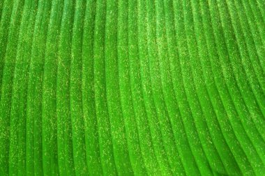 Taze muz yaprağı arkaplanı ve dokusu