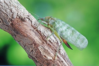Uzun boynuzlu çekirgelere genelde Katydids ya da Bush cırcırböcekleri denir. Seçici odak, bulanık yeşil arkaplan.