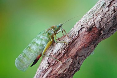 Uzun boynuzlu çekirgelere genelde Katydids ya da Bush cırcırböcekleri denir. Seçici odak, bulanık yeşil arkaplan.