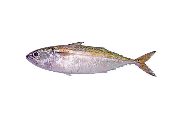 Beyaz Arka Planda Izole Edilmiş Hint Uskumru Balığı — Stok fotoğraf