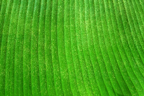 Taze muz yaprağı arkaplanı ve dokusu