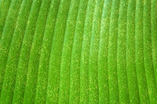 Taze muz yaprağı arkaplanı ve dokusu