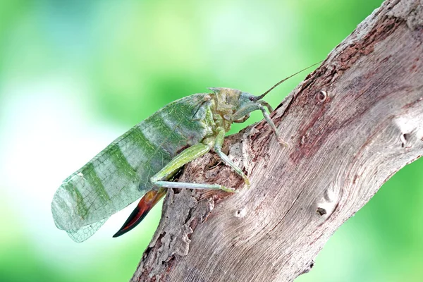 Dlouhorohé Kobylky Běžně Nazývají Katydids Nebo Bush Cvrčci Selektivní Zaměření — Stock fotografie