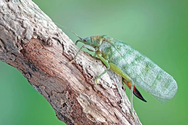 Uzun boynuzlu çekirgelere genelde Katydids ya da Bush cırcırböcekleri denir. Seçici odak, bulanık yeşil arkaplan.