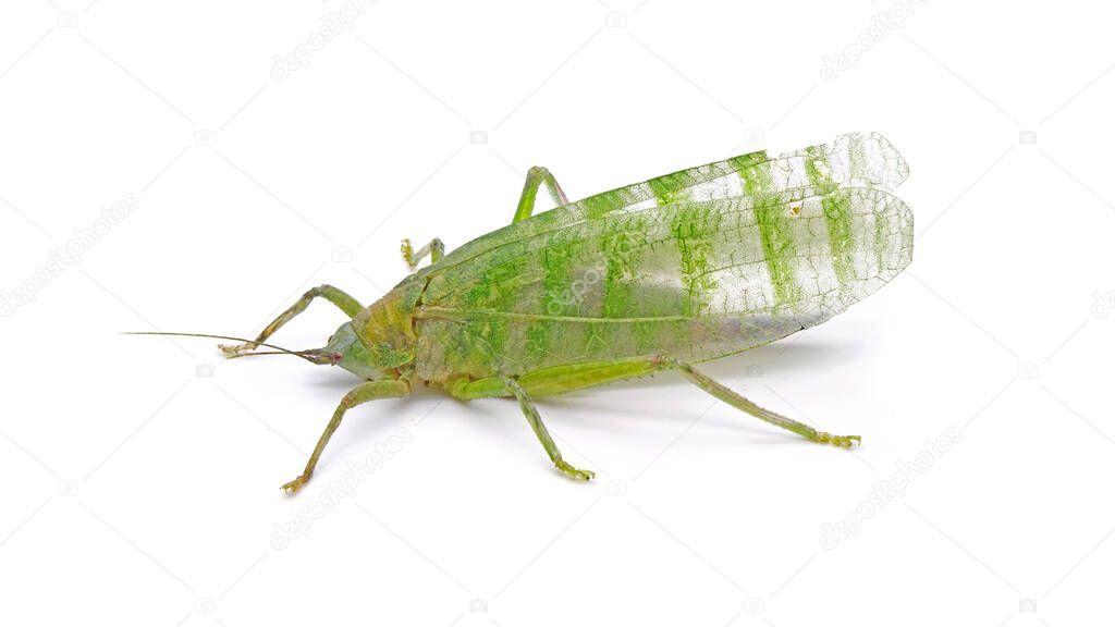 Long-horned grasshoppers are commonly called Katydids or Bush crickets isolated on white background